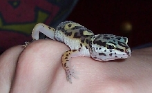 Mojave Rex