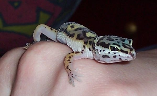 Mojave Rex