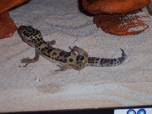 Mojave's Legs