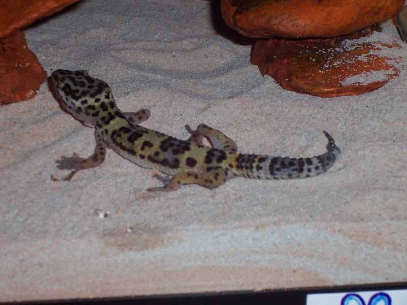 Mojave's Legs