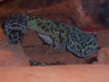 Mojave Sleepin'