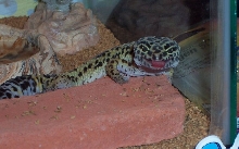 Mojave Tongue