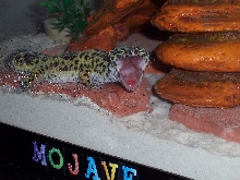 Sleepy Mojave