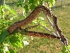 Hypo Het Leopard
