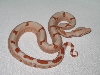Pastel Super Sunglow