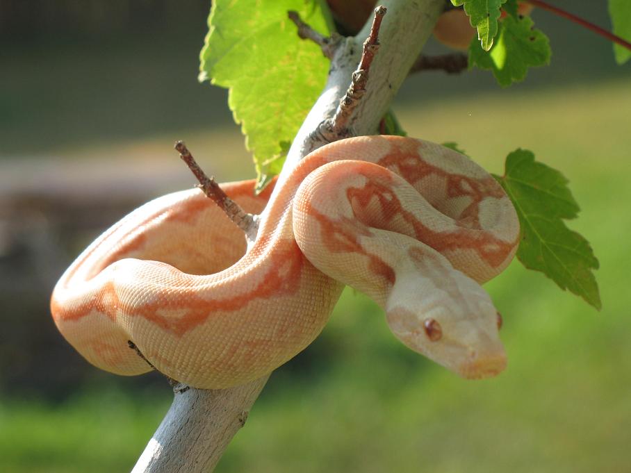 Normal Arab Albino