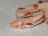 Pastel Super Sunglow