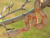 Arab Albino