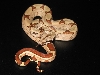 Hypo Jungle Male