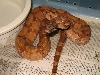 Hypo Hog Male