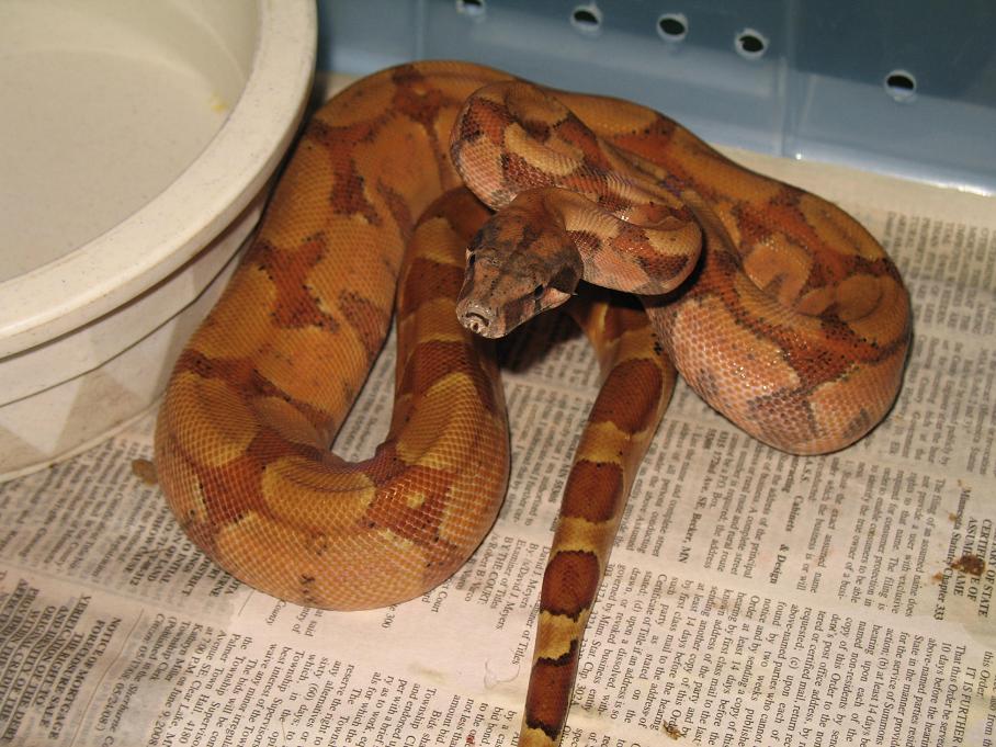 Hypo Hog Male