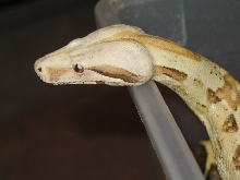 Not just another pretty face!