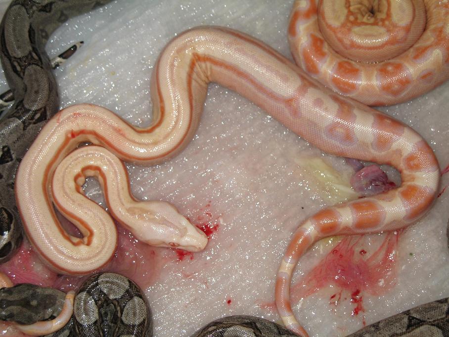 Striped Albino Arab