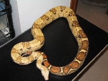 T  Albino Male