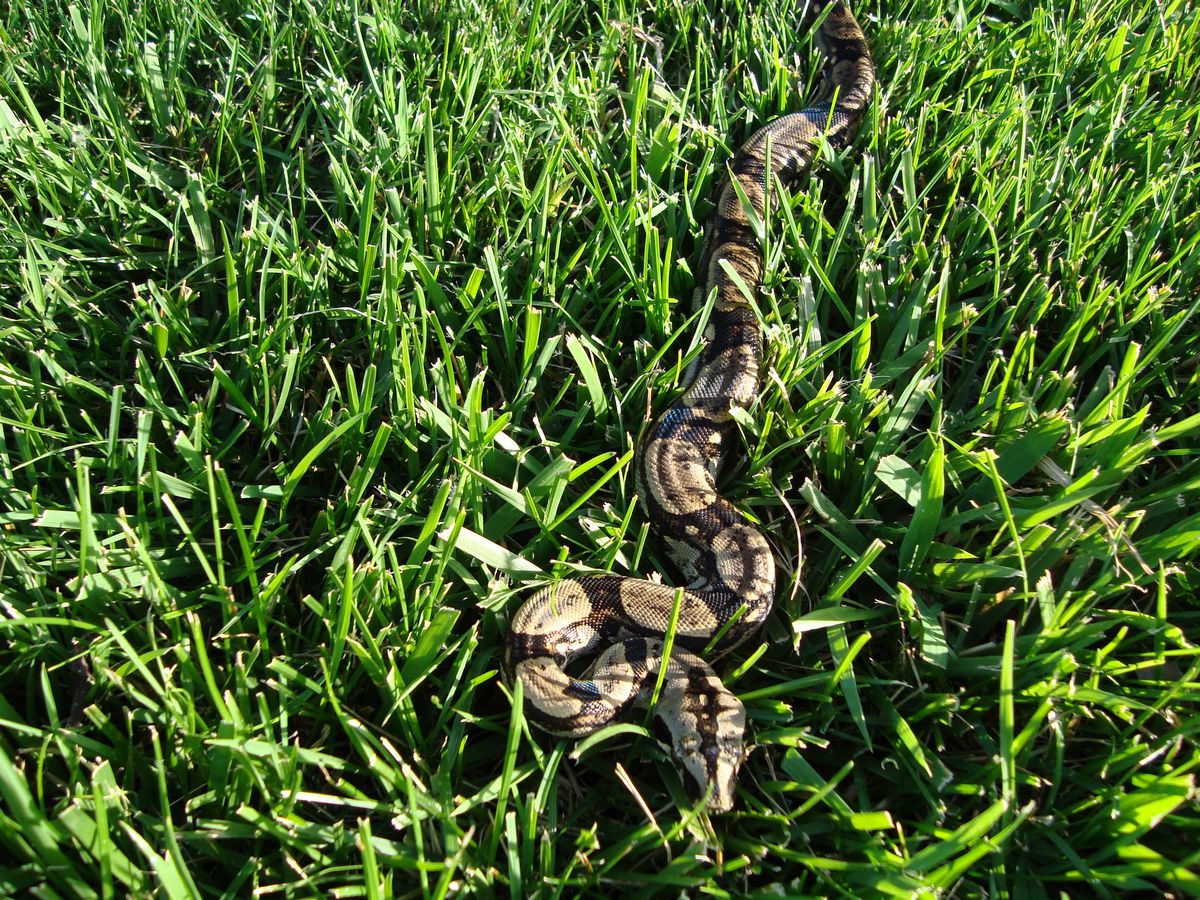 5male2007