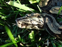 4male2006(2)