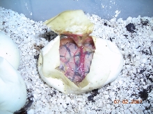egg