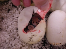 egg1