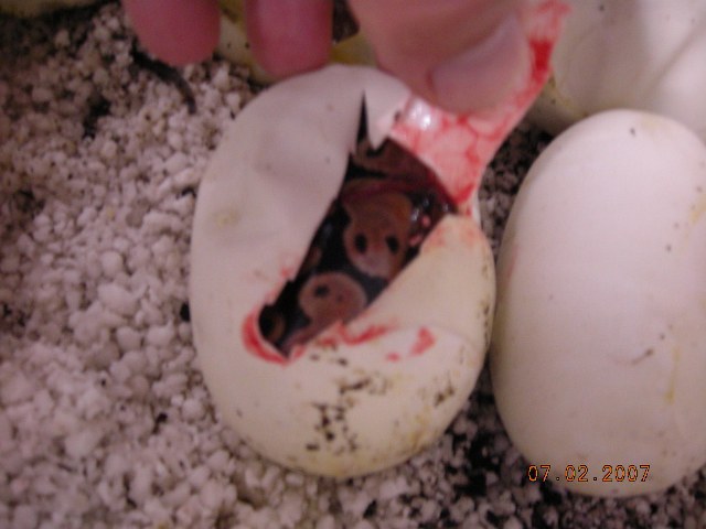 egg1