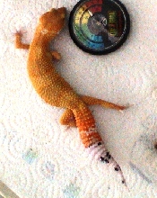 CT tang SH/CT gecko