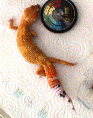 CT tang SH/CT gecko