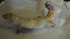 gizzmo