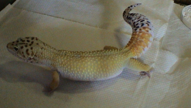 gizzmo