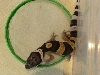 h004