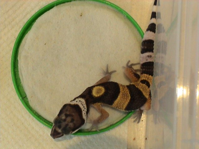h004