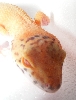 red eyed gecko