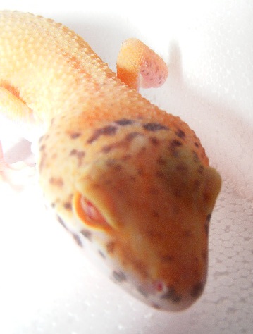 red eyed gecko