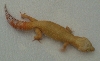 amber