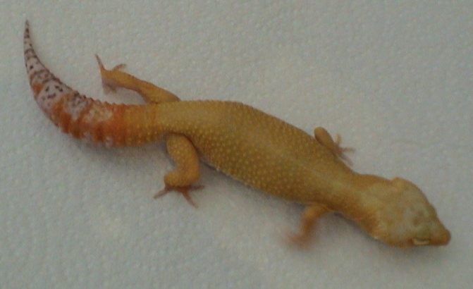 amber
