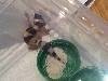 hatchling 002 _ 23_04_08