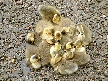 Baby Geese Huddling