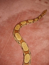 Pastel bci