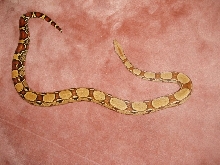 Pastel bci