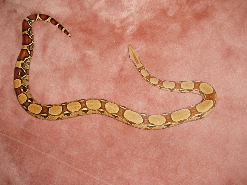 Pastel bci