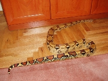 Pastel bci