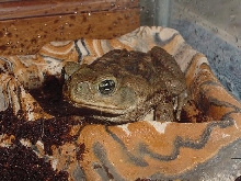 Cane Toad