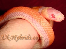 Albino Red Back