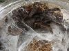 Chiliobrachyssp