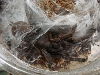 Chiliobrachyssp