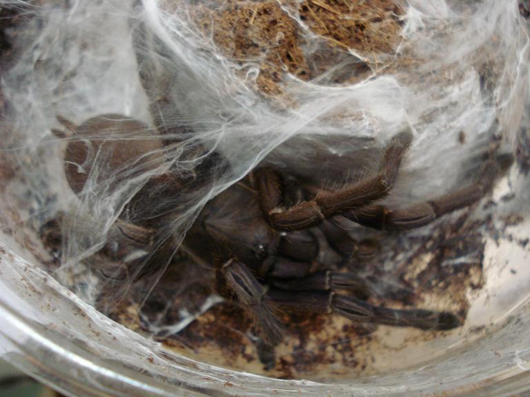Chiliobrachyssp
