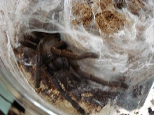 Chiliobrachyssp