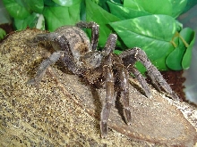 Haplopelma longipes
