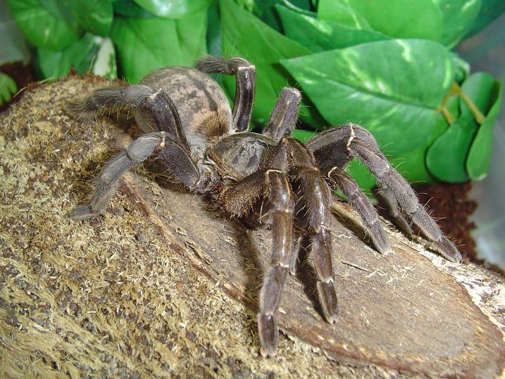 Haplopelma longipes