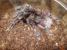 Pnigricolor