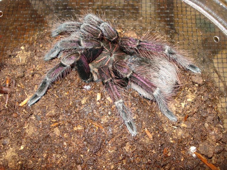 Pnigricolor