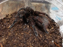 Pnigricolor